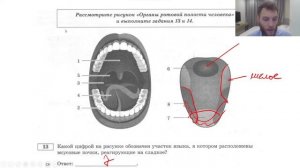 Пищеварительная система. Теория + практика