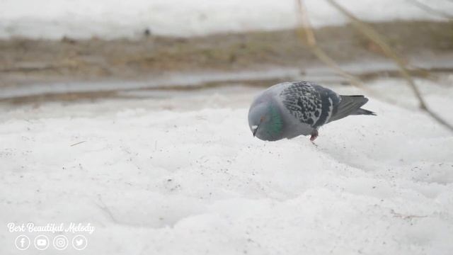 Красивая мелодия до слёз! Одна из самых красивых, волшебных зимних мелодий! Волшебная музыка зимы смотреть онлайн