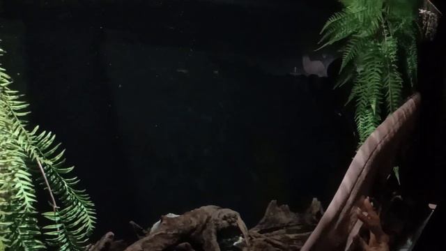 Электрический угорь мучается в тесном аквариуме