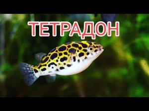 ТЕТРАДОН. СОДЕРЖАНИЕ, КОРМЛЕНИЕ, СОВМЕСТИМОСТЬ И РАЗМНОЖЕНИЕ