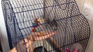 КАК ПРИРУЧИТЬ ПОПУГАЯ. Практические упражнения. Учим гладить по голове, садим на руку