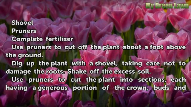 How to Divide Clematis смотреть онлайн