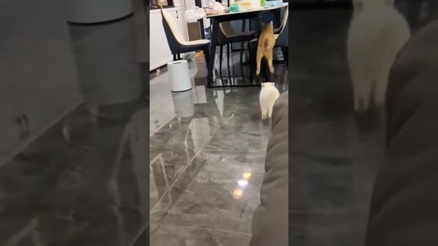 Котики