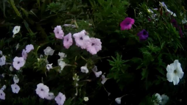 Бражник матылек пьет нектар как колибри!! смотреть онлайн