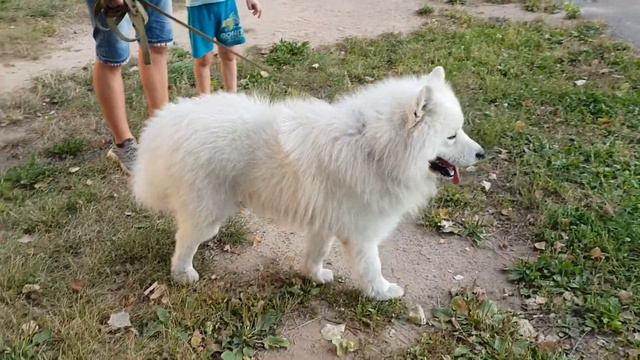 Собака породы Самоедская лайка