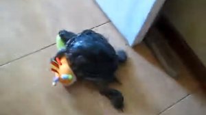 Смешная домашняя черепаха