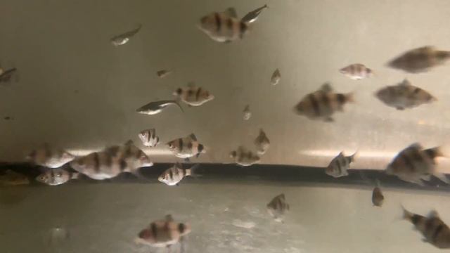 Барбус - аквариумная рыбка смотреть онлайн