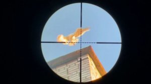 Охота на морских чаек с пневматикой, кроухантинг, Crow Hunting 2022 июль ч.3