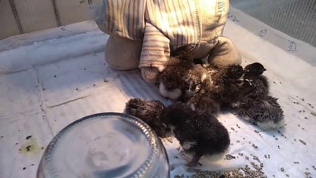 Цыплята мараны смотреть онлайн