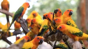 Попугай разговоры и пение попугай /Красивые попугаи разговаривают / Singing parrots