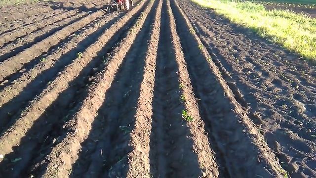 дисковые окучники с переди.окучивание картошки мотоблоком.