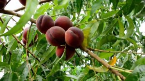 Персик Роял Тайм /Royal Time/ persikovod.com