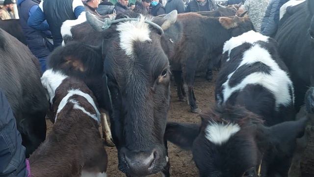 Yangiqõrģon tumani Begabod Mol bozori sigirlar narhlari bilan tanishing 2.12.2023yil