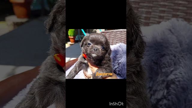 В НАЛИЧИИ питомник чихуахуа Кастропуло Крым на 7.08.2023 купить щенка +79787458062 viber WhatsApp смотреть онлайн