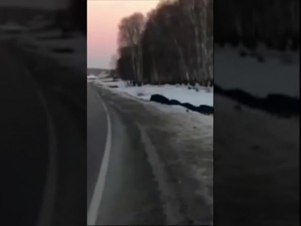 Стадо кабанов решили перебежать дорогу