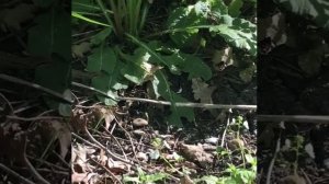 В Ставропольском крае активизировались змеи жительница Пятигорска увидела гадюку
