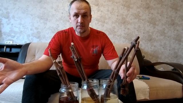 ??СТИМУЛЯТОР роста из КАРТОФЕЛЬНЫХ ростков / Проращивание черенков винограда / Виноград смотреть онлайн