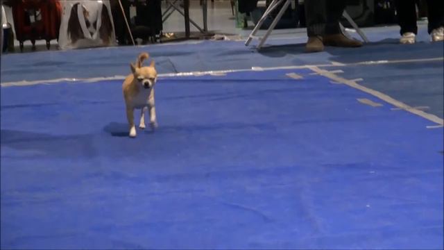 МОНОПОРОДНАЯ ВЫСТАВКА 03 05 2014 часть 1 смотреть онлайн