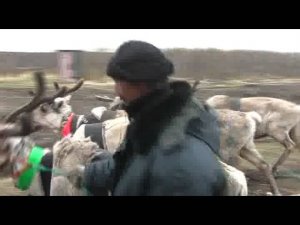 СХПК "Тундра". Сохраняя и развивая оленеводство