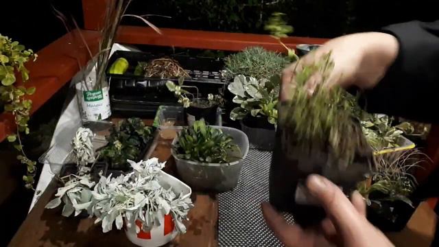 Ух ты, огромная коробка с новыми растениями для моего сада! И не только ! смотреть онлайн