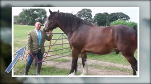 Вот Как Выглядит Самая Большая Лошадь в Мире