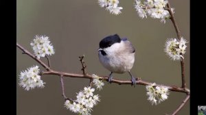 Голоса птиц: черноголовая гаичка