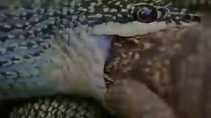 СХВАТКА ВАРАН ПРОТИВ ЗМЕИ .