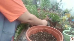 Пересадка растений методом "перевалки"