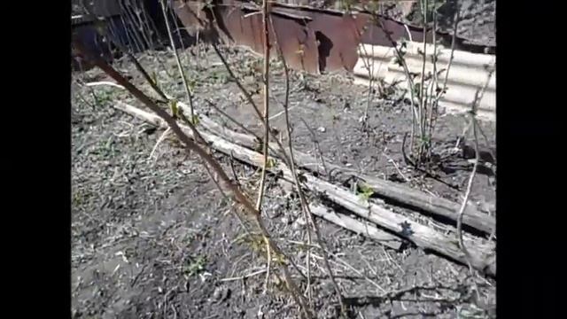 Как подготовить малину к лету.