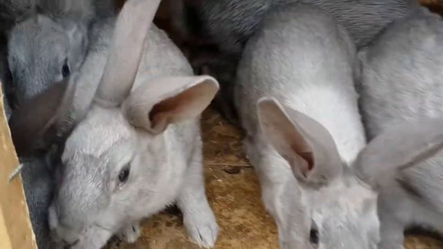 результат случки Калифорнийца с великаном. смотреть онлайн