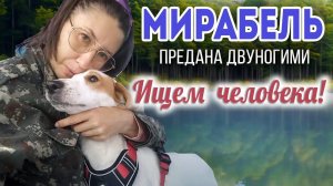 МИРАБЕЛЬ, нежная бывшедомашняя девочка,  предана двуногими ДРУЗЬЯ, поможем найти ЧЕЛОВЕКА с СЕРДЦЕМ!