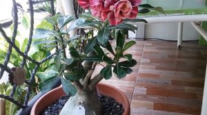 Adenium id HHT(Hoang hon tim)||adenium obesum||adenium flower||