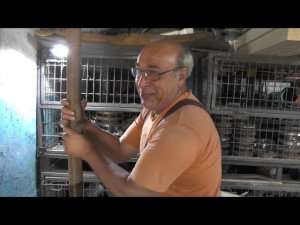 Абиссинка в Дзержинске