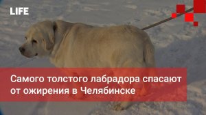 Самого толстого лабрадора спасают от ожирения в Челябинске