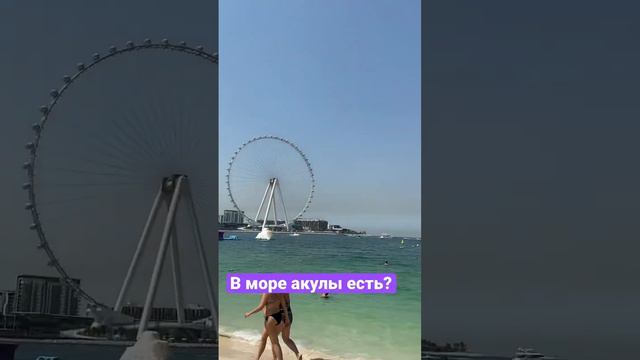 А где акулы в Дубае?