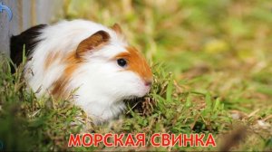 Звуки домашних животных / Свинья/Хомяк/Лошадь/Овца/Козел/Индюк/Утка