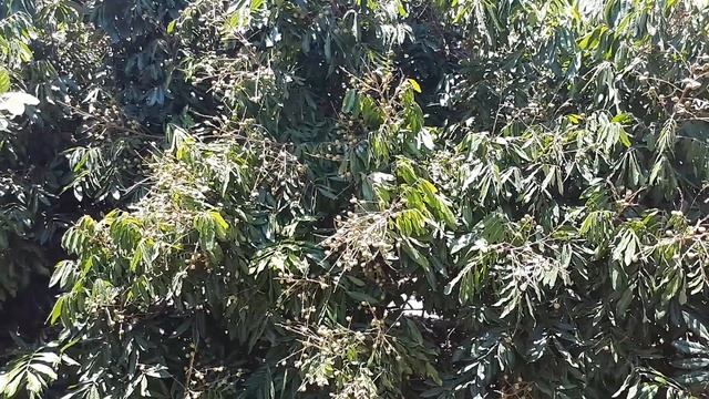 Longan tree – grow, care & harvest (Like lychee but different) смотреть онлайн