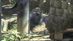 Genki is hit by Gentaro and falls down. In the end, they make up.  Gorilla .Kyoto Zoo