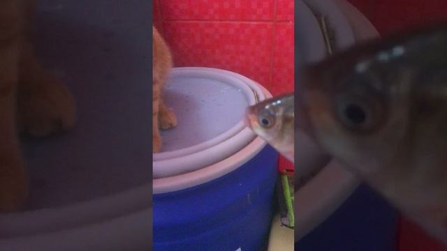 котик рыжик боится рыбку