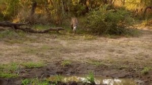 АФРИКА. БОЛЬШАЯ АФРИКАНСКАЯ ПЯТЁРКА ЗА 10 МИНУТ. |  HD | BBC KSN Animal planet