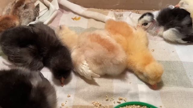 Чем пропаиваю цыплят смотреть онлайн