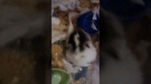 Как определить,что хомячиха беременная.   100% способ!!!!!!!