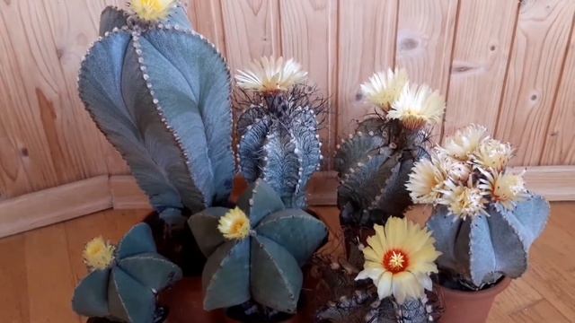 Бум цветения астрофитумов смотреть онлайн