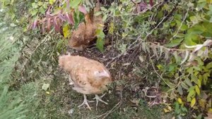 Вторая жизнь спиленных деревьев на садовом участке. Дорожка из щепы! У нас Новая порода кур!