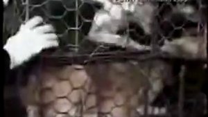 Китайцы убивают всех кошек в Пекине