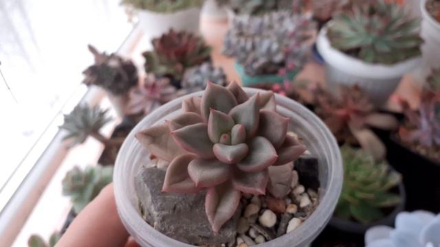 Обзор суккулентов и кактусов на балконе 2 января 2022г. смотреть онлайн