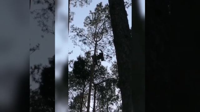 Уход за соснами смотреть онлайн