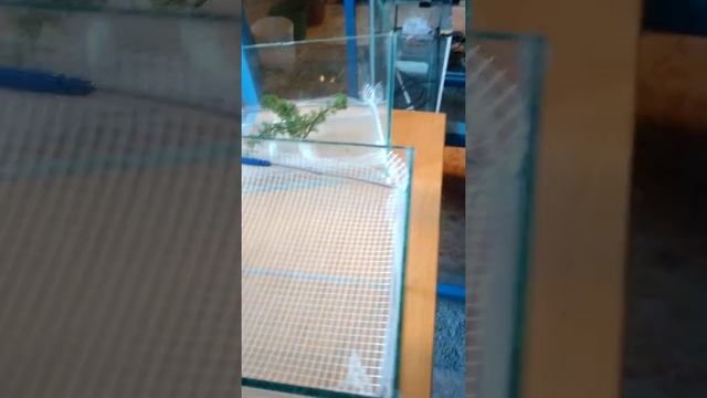 Разведение кардиналов. смотреть онлайн