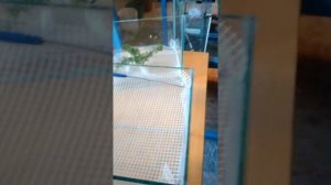 Разведение кардиналов.