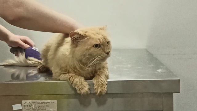 Банный день.Красота - страшная сила - Рич на салонных процедурах в ветклинике ВЕТ- ЭКСПЕРТ 12.07.2 смотреть онлайн